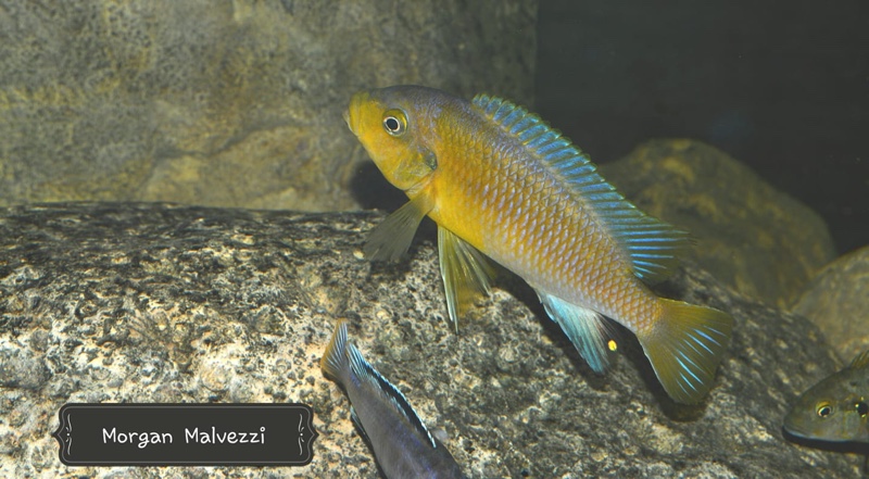 Petrotilapia flaviventris 'Undu Reef'